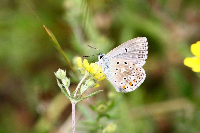 Lycaena dispar e altri licenidi.
